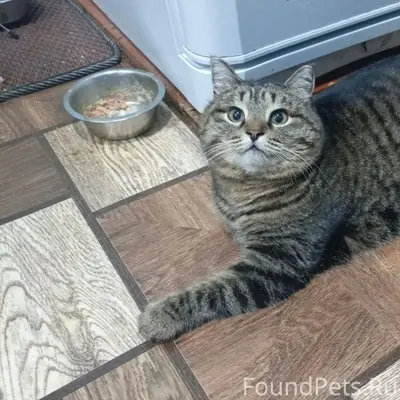 Пропала кошка, район Герцена