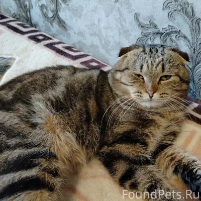 Пропал шотландский вислоухий кот, Тимохино
