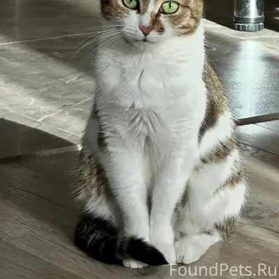 Пропала кошка, район Спутник