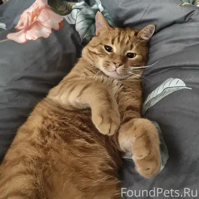Найден кот