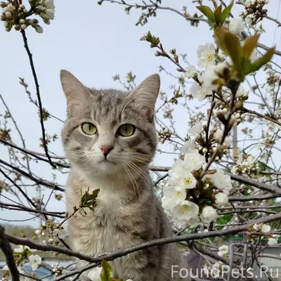 Пропал кот, Поля Чудес