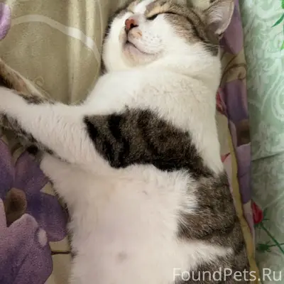 Пропал кот,