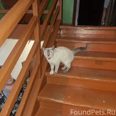 Найдена кошка, Вавилина 1