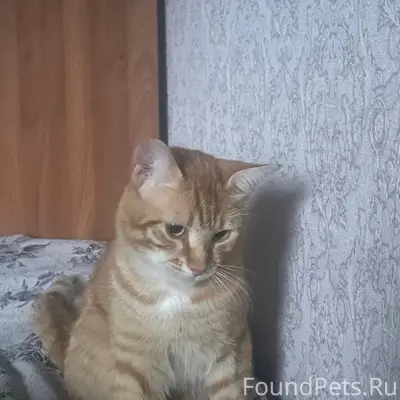 Пропал кот, район р. Миги