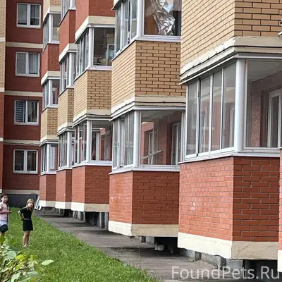 Пропал белый кот, Витязя дом 13