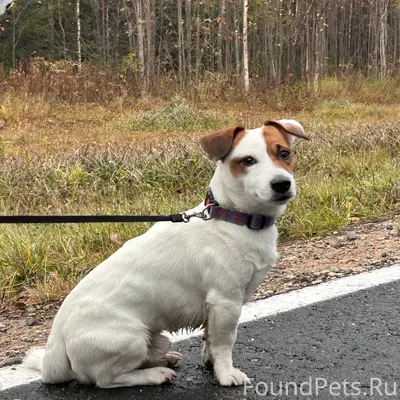 Пропал пёс Макс