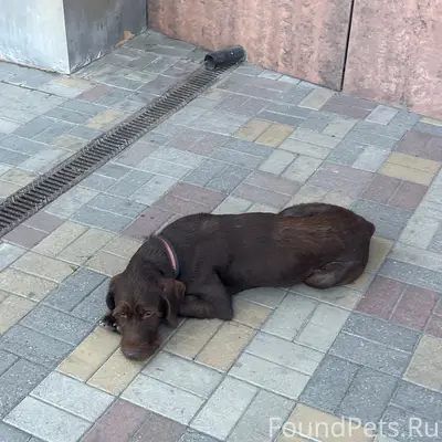 Найден пёс с ошейником, сбс