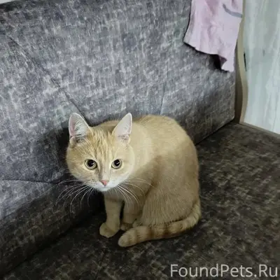 Пропала домашняя кошка Алиса, улица Петрищева
