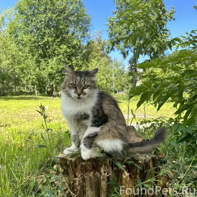 Пропала кошка Котена, Леона Поземского