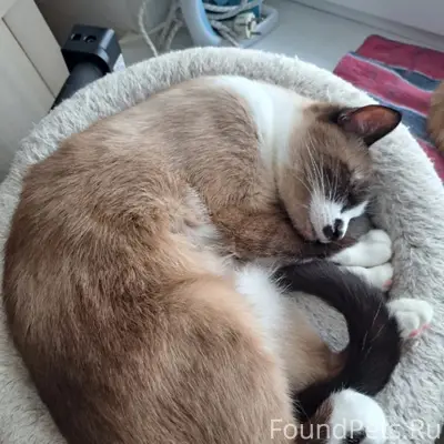 Пропал кот Фаня, 2 микрорайон