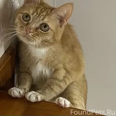 Пропал кот, Левино поле