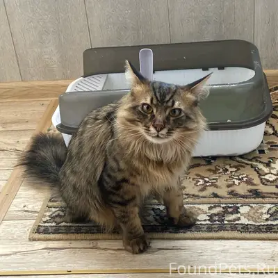 Пропал кот Сева, район ул. Юмашева