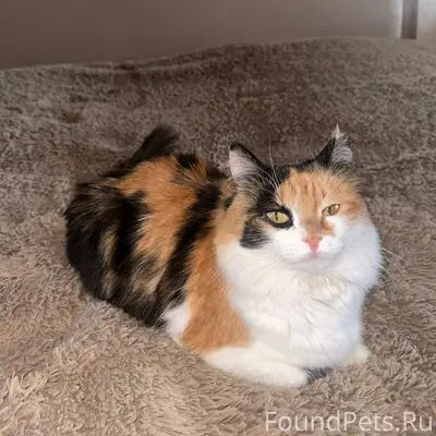 Пропала трехцветная кошка Дана