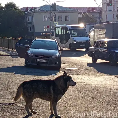 Пропал пёс, Старый Оскол