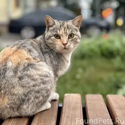 Пропал породистый кот, Центральный район Сызрани