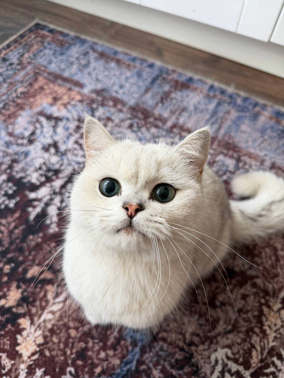 Найден белый кот