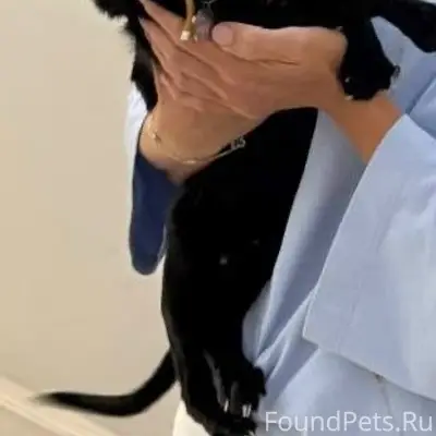 Найдена кошка, жк арт
