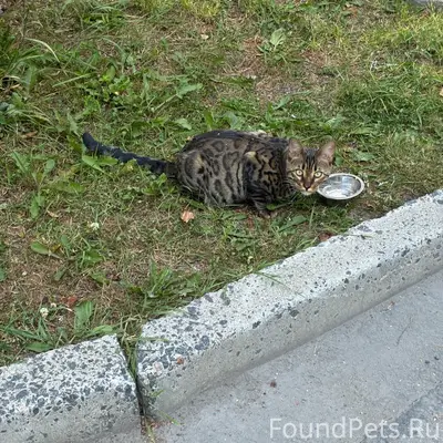 Найдена кошка, похожа на Бенгала, Мерецкова 14а