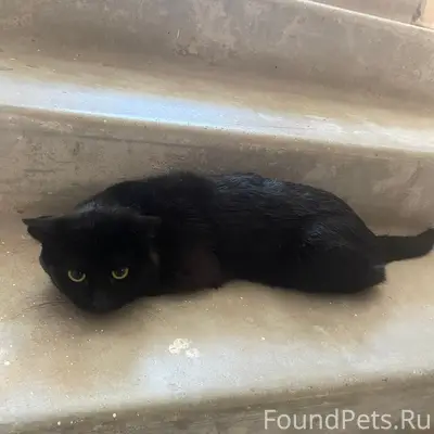 Найден молодой кот/кошка, Коломна