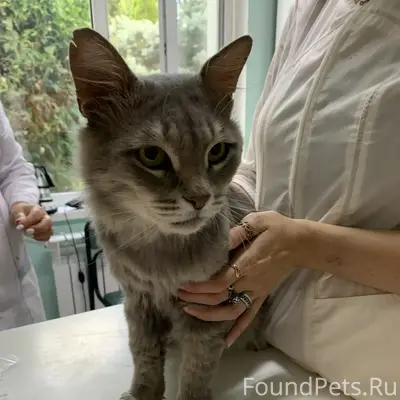 Найден кот, район 18 м/н г. Волжский