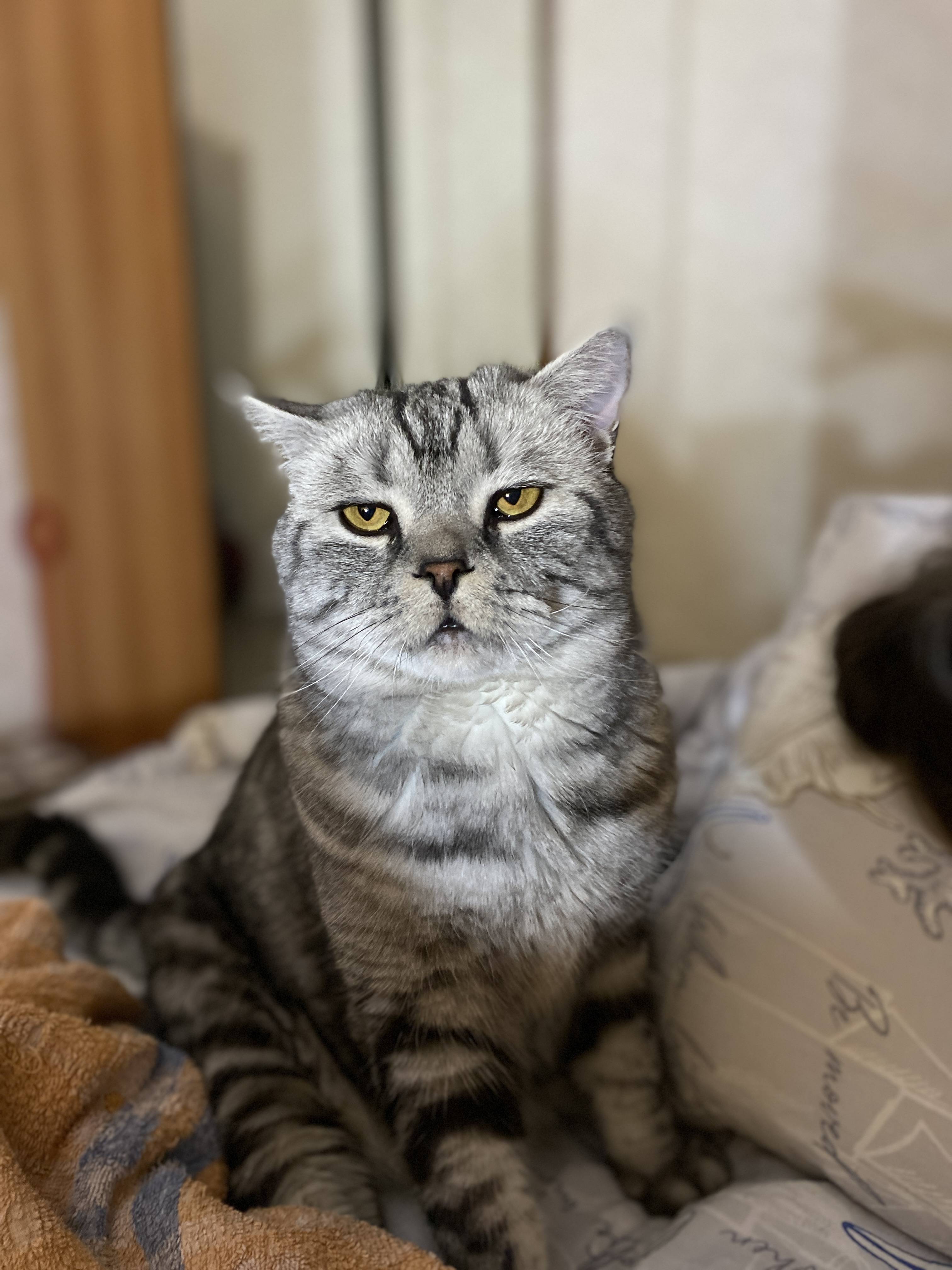 Пропал кот