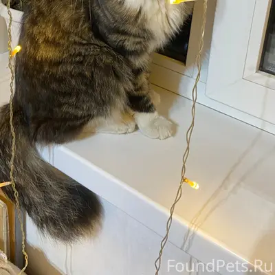 Найдена кошка, Микрорайон Горский