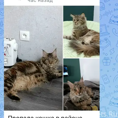 Пропала кошка,