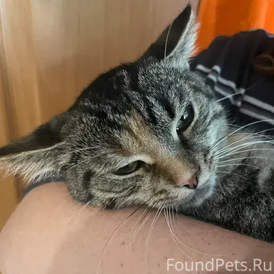 Пропала кошка, район Бывалово