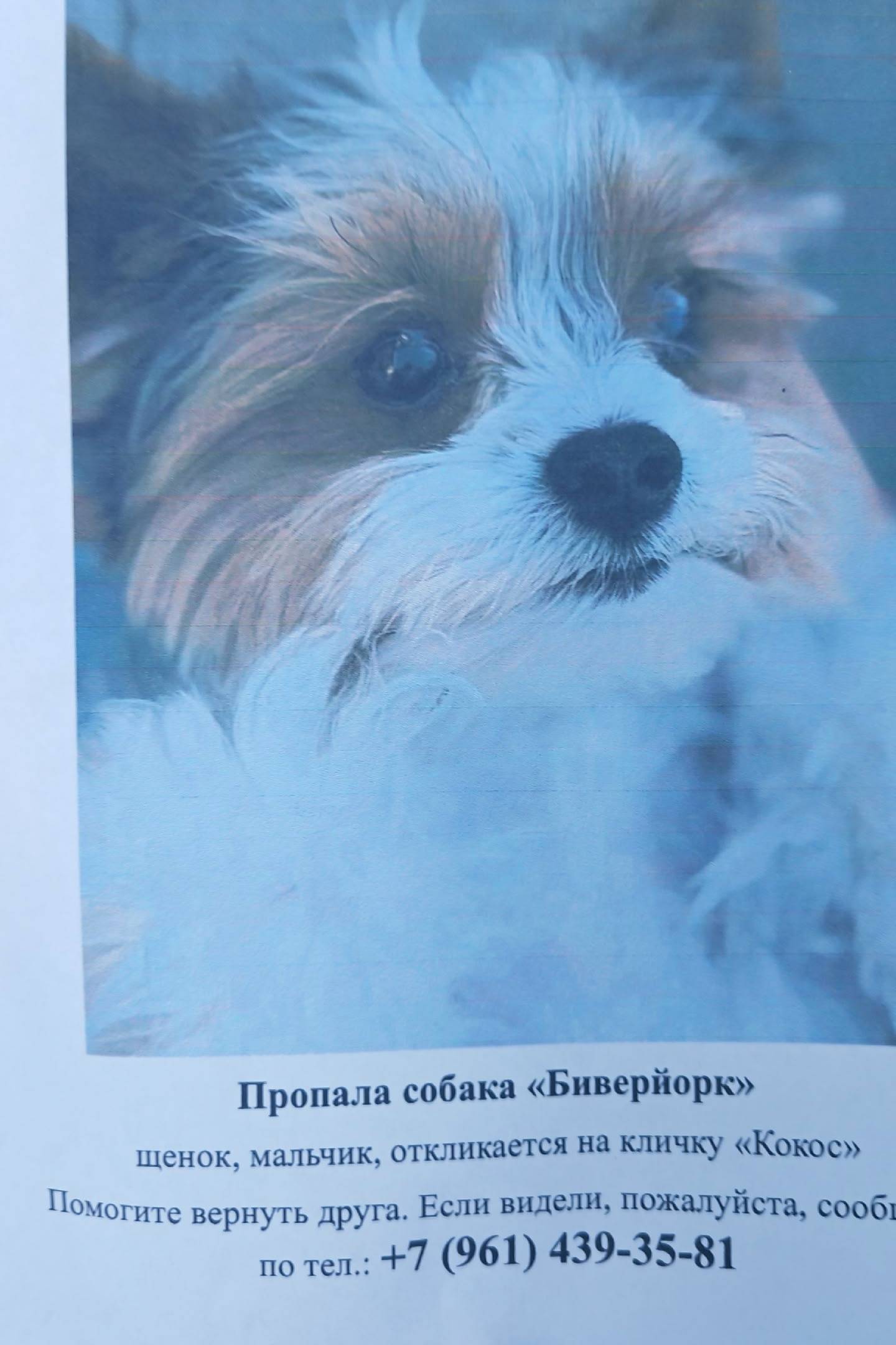 Пропал щенок Кокос, район жк Современник