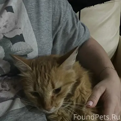 Пропала кошка Коша, центр по ул. Циолковского, Керчь