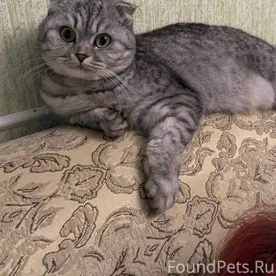 Пропала шотландская вислоухая Буся, Ольшанского 29