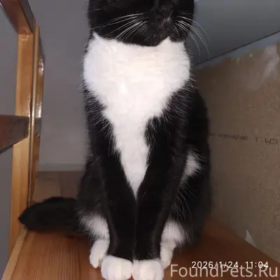 Пропала кошка, п. Верхний Ярашью