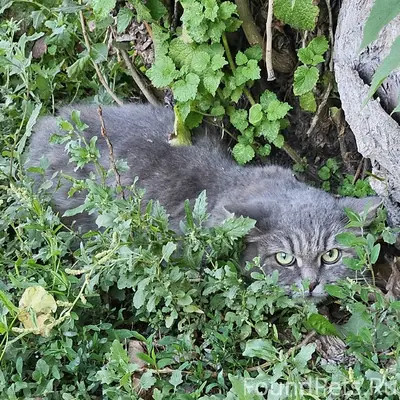 Найден кот, район школы 40