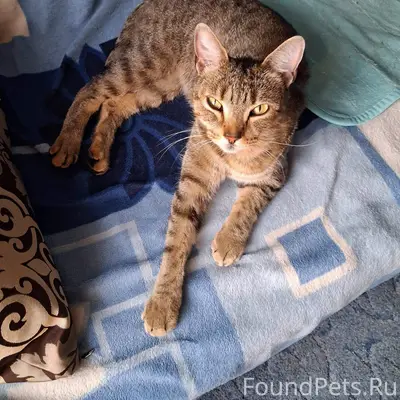 Найден кот Барсик, Южный