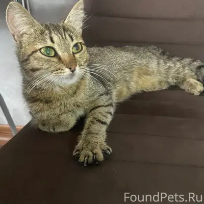 Найдена кошка, Заостровка