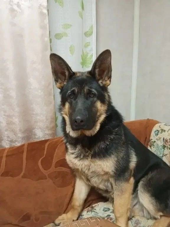 Пропал кобель немецкой овчарки Кайзер, Кировск
