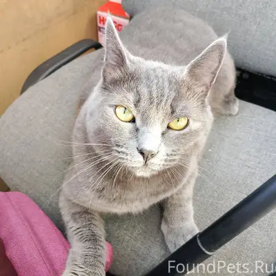 Пропал кот Сёма, 3-и нижнедессанские дачи