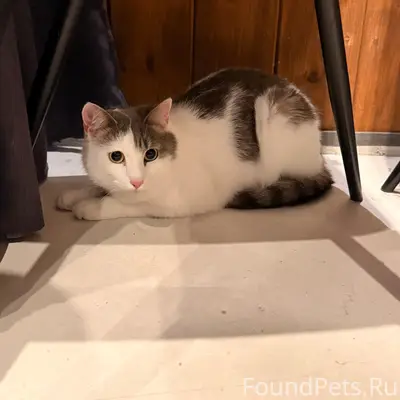 Найдена кошка, Ягры