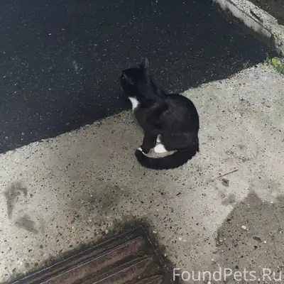 Найден чёрный кот, ул. Ленинградская 14а