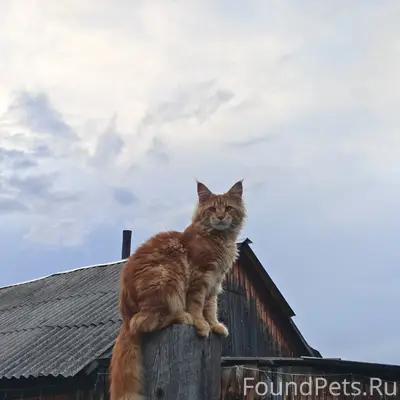 Пропал кот Гром