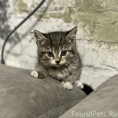 Найден котёнок-девочка, s_trigoroda