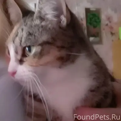 Пропала кошка Помидорка, Транспортный переулок