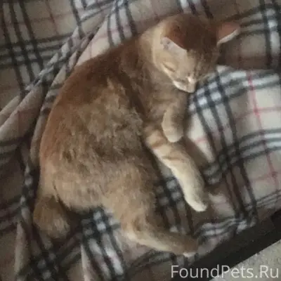 Пропал кот, Школьная 70