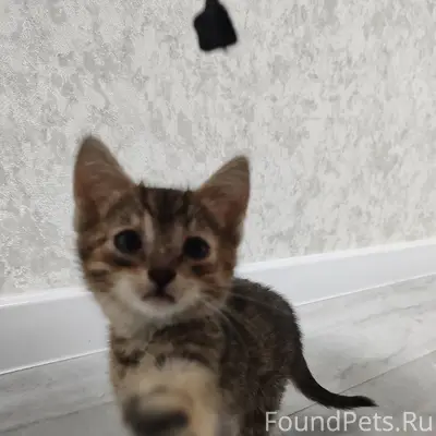 Найдена кошка, 2 месяца, ласковая