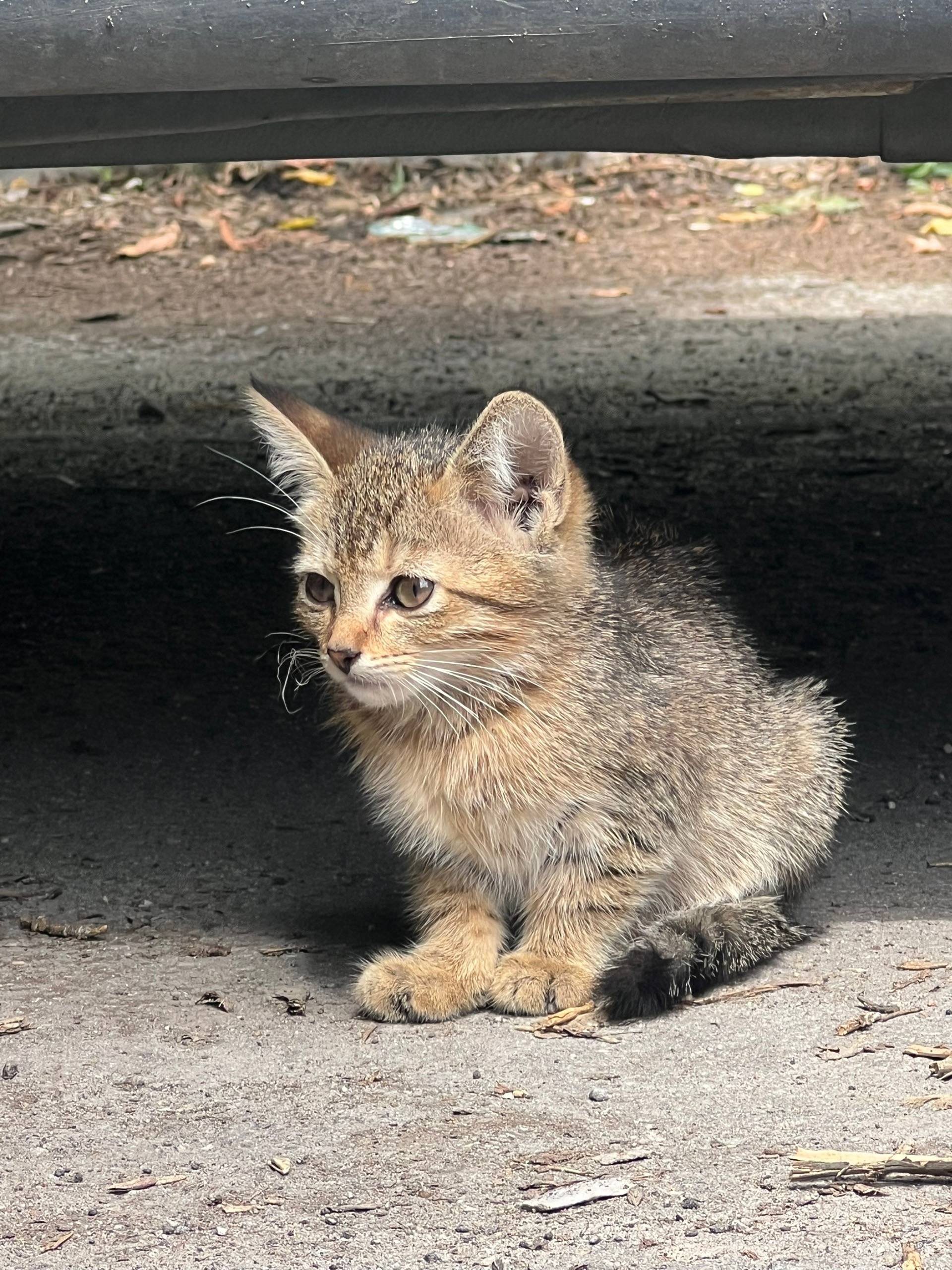 Пропал маленький котёнок, улица Кудрявцева