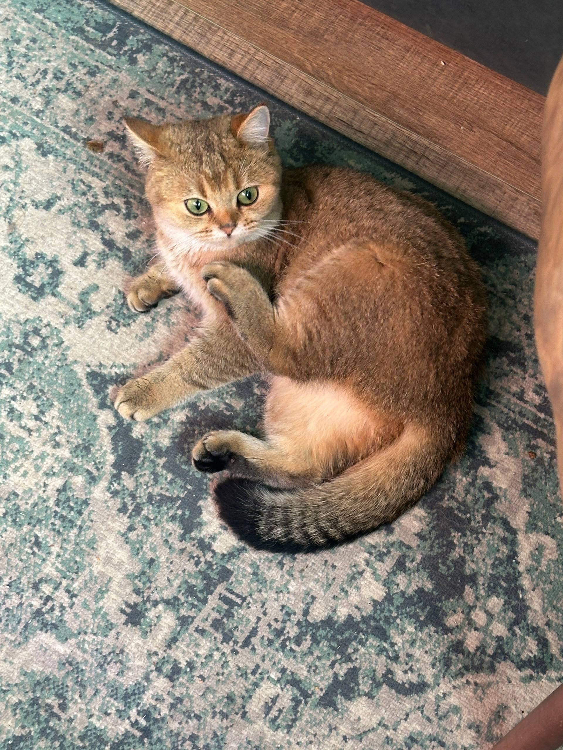 Найдена кошка