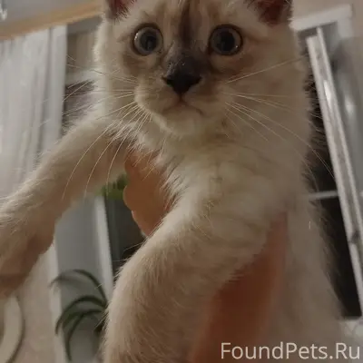 Найден котёнок, улица Изумрудная