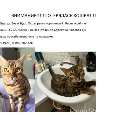 Пропала Кошка БУСЯ породы Бенгал
