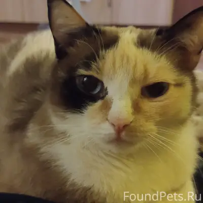 Пропала кошка, район Больницы