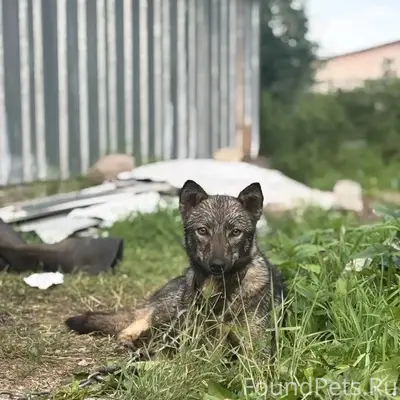 Пропала собака Юля